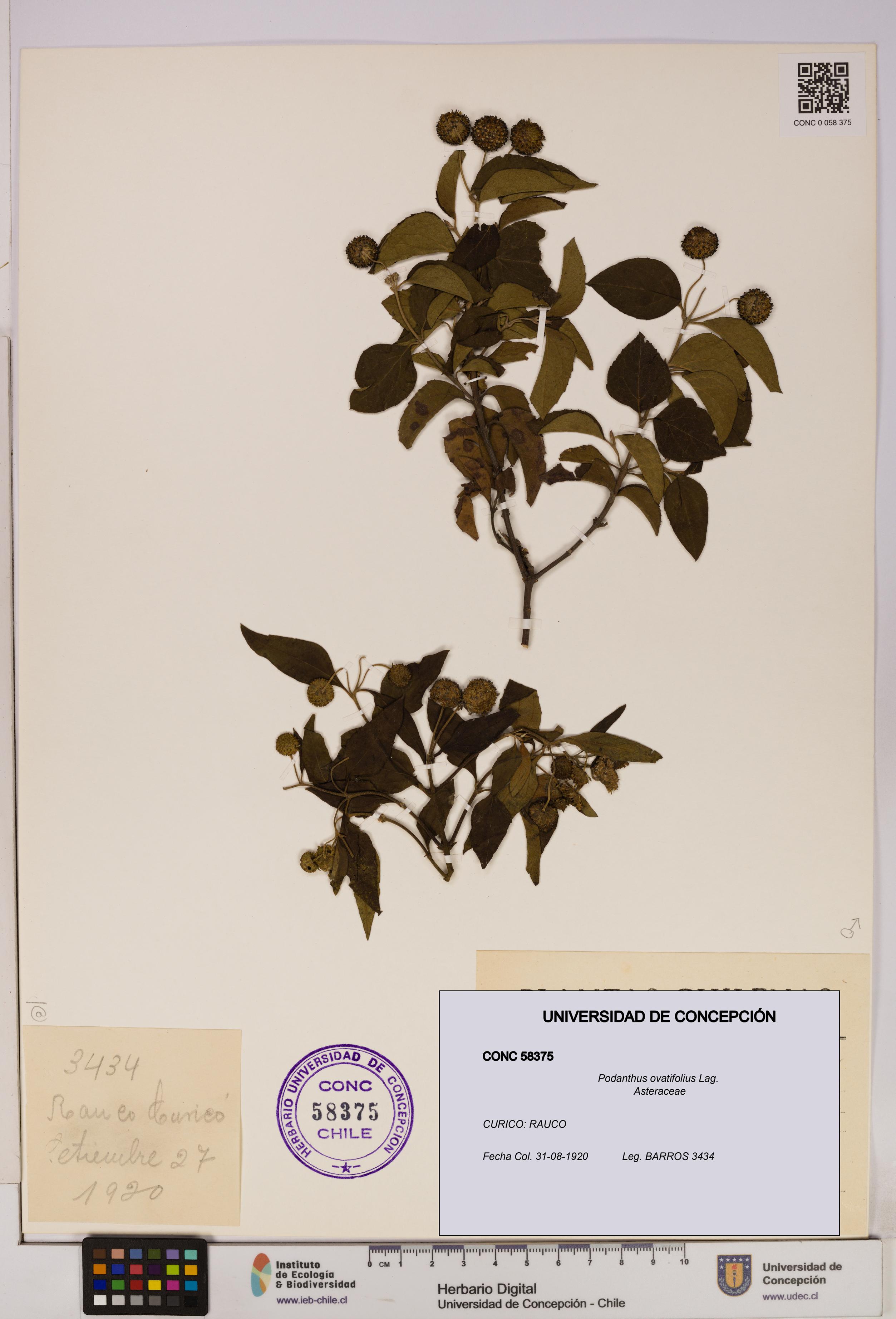 Podanthus ovatifolius [Espécimen: ]