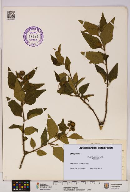 Podanthus mitiqui [Espécimen: ]