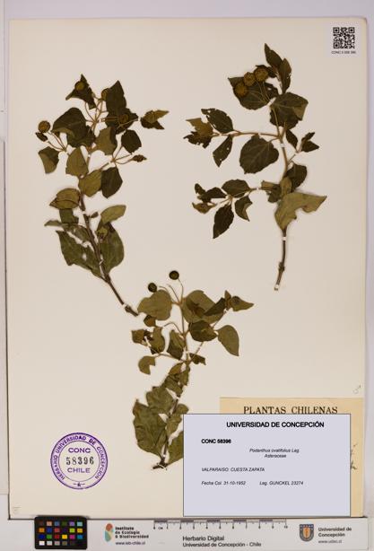 Podanthus ovatifolius [Espécimen: ]
