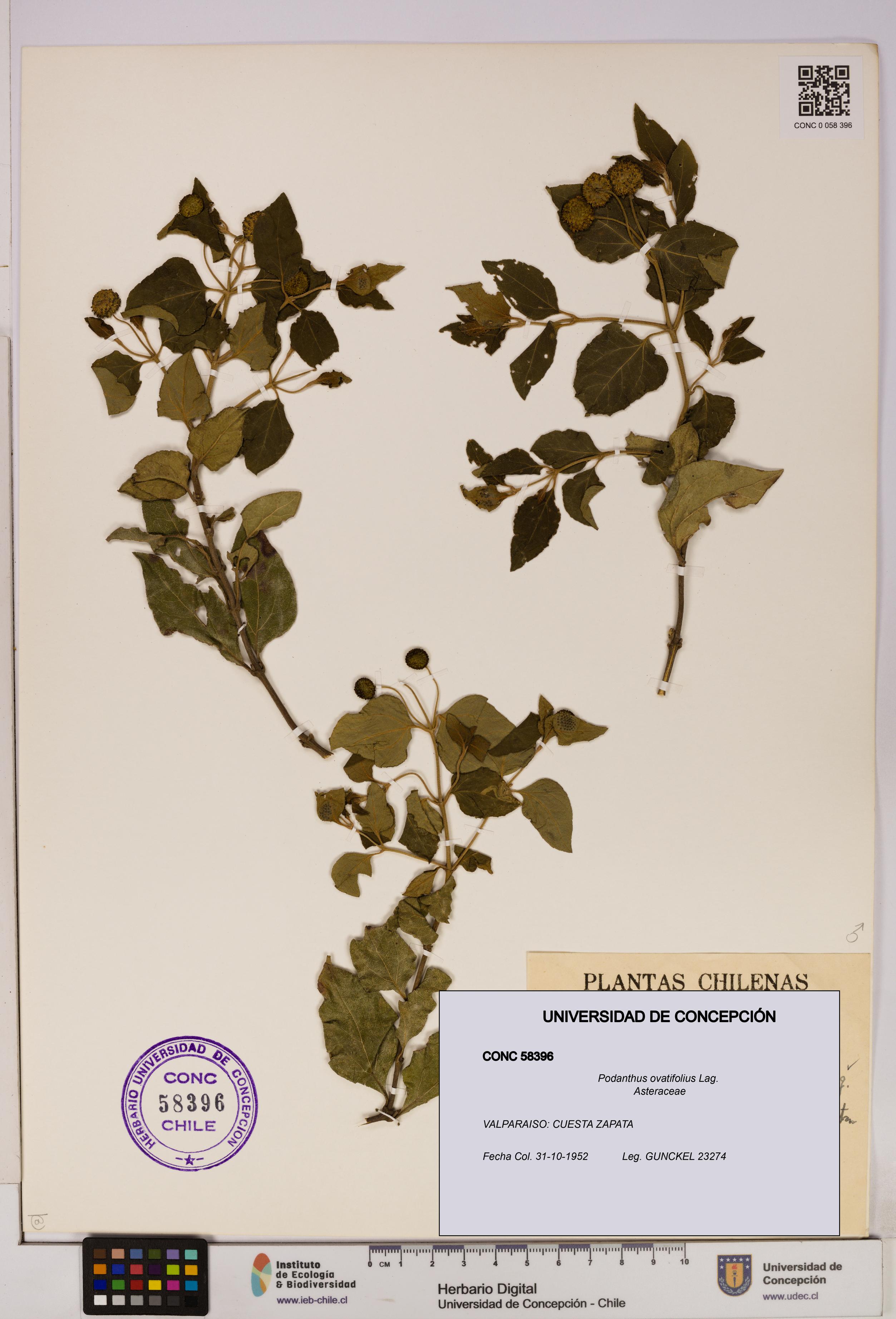 Podanthus ovatifolius [Espécimen: ]