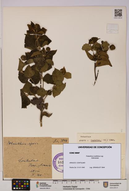 Podanthus ovatifolius [Espécimen: ]
