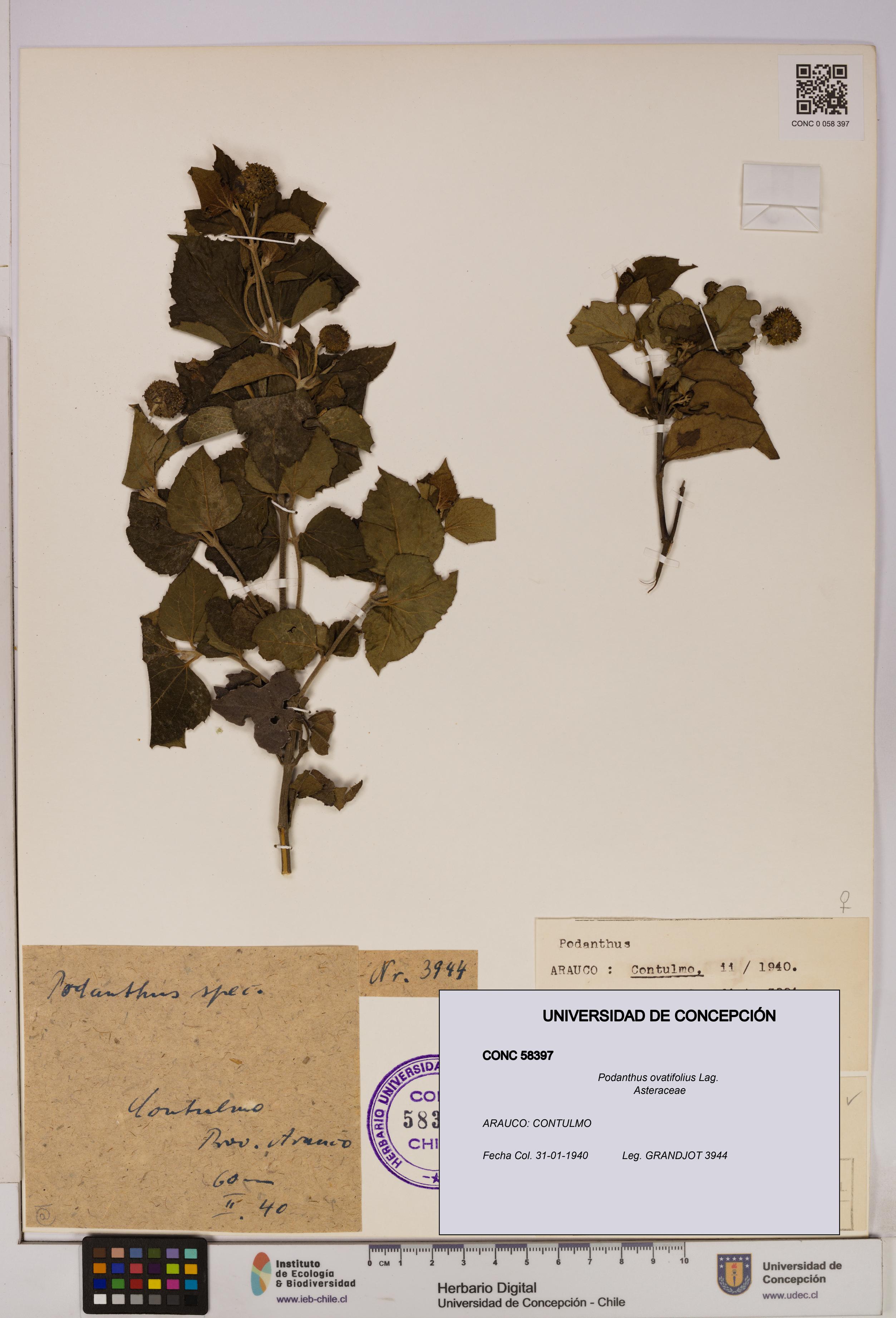 Podanthus ovatifolius [Espécimen: ]