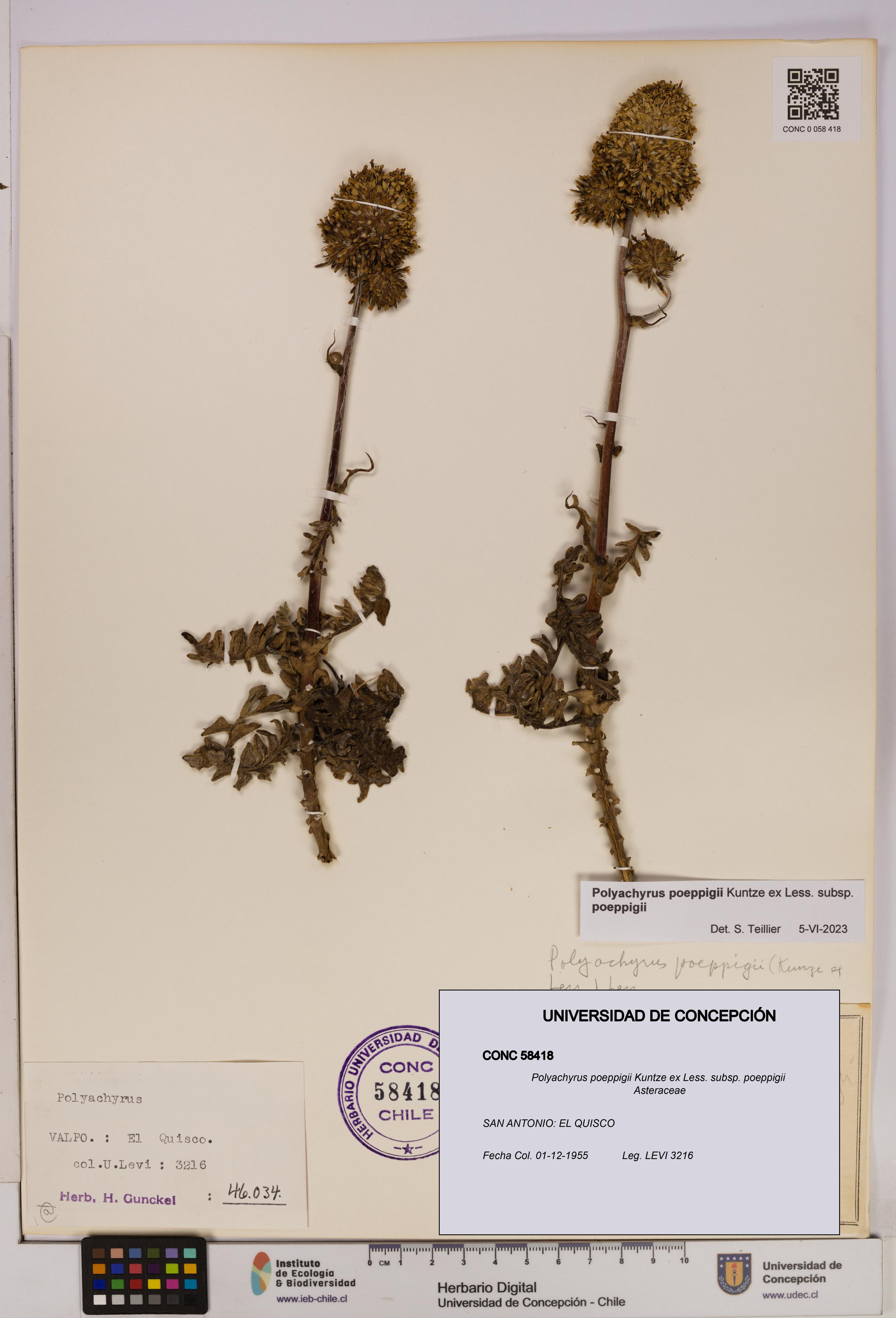 Polyachyrus poeppigii [Espécimen: UDEC:CONC:0058418]