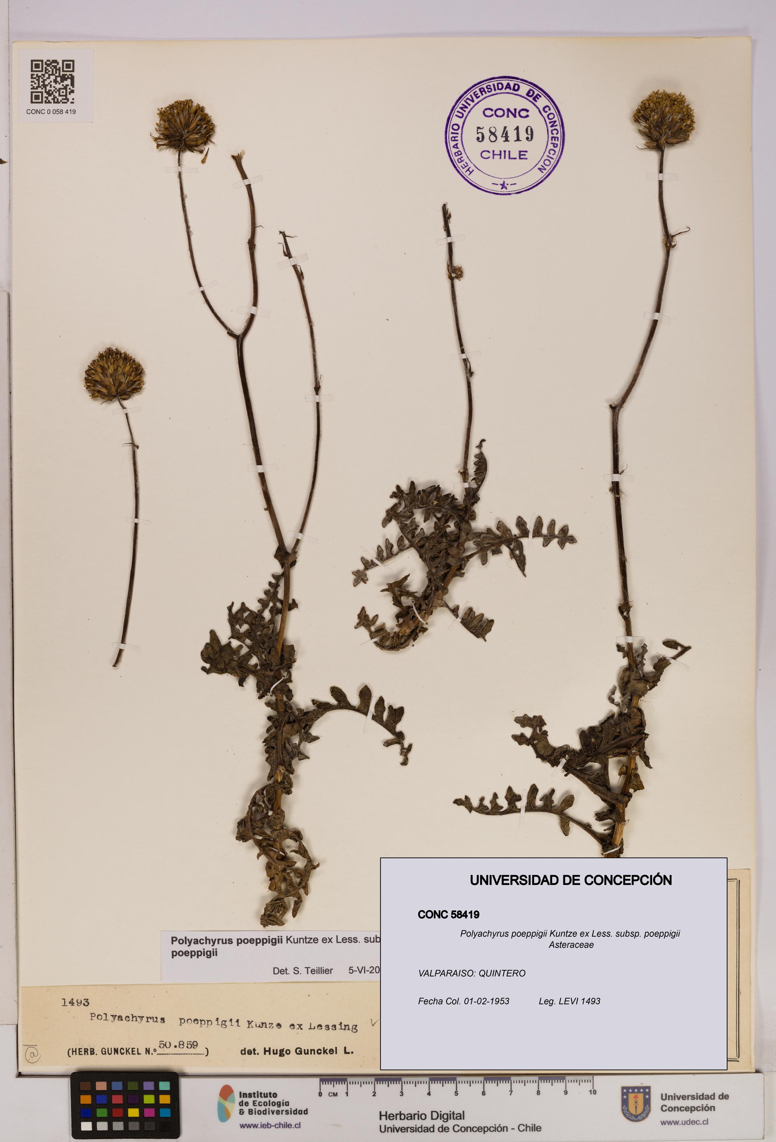 Polyachyrus poeppigii [Espécimen: UDEC:CONC:0058419]