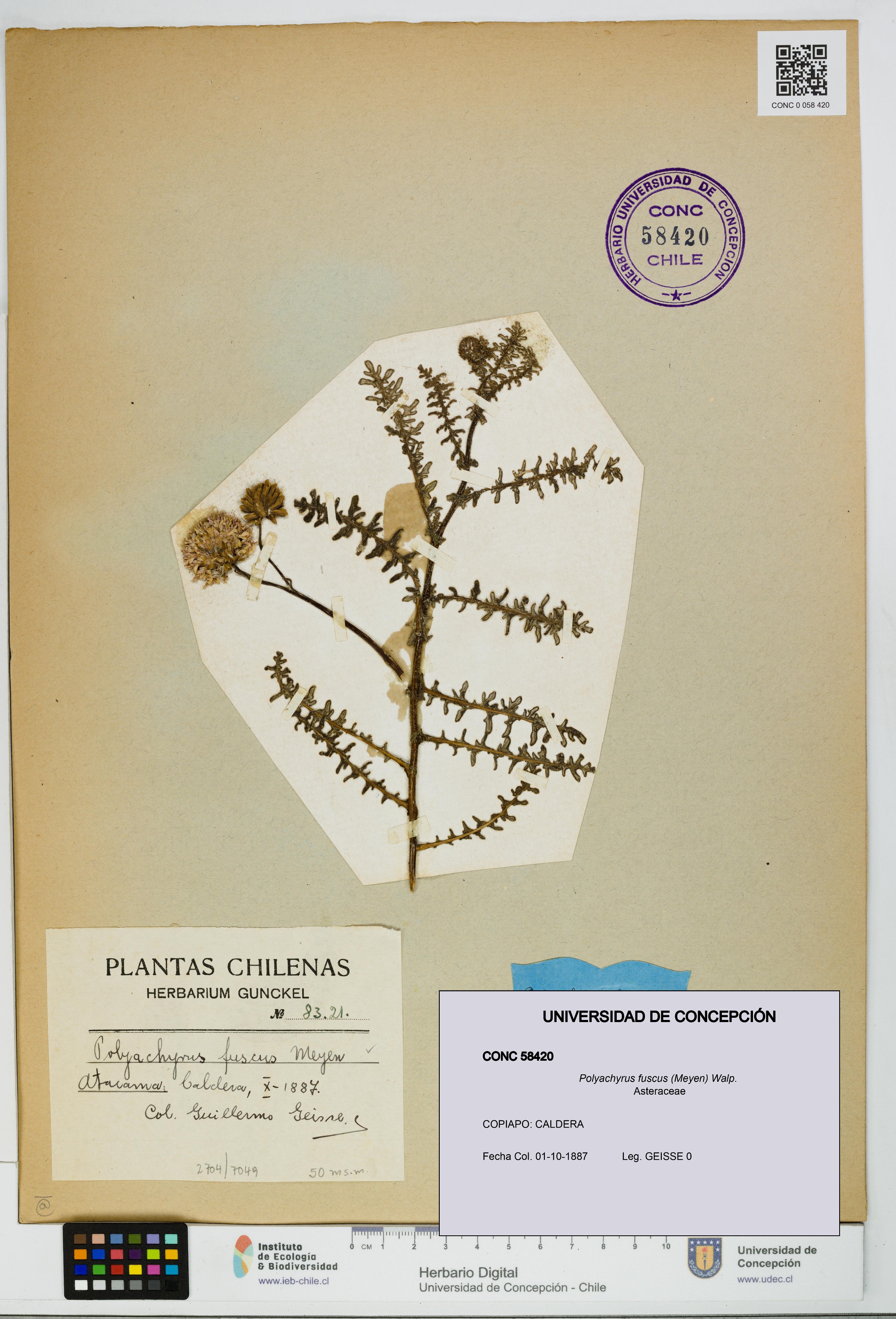 Polyachyrus fuscus [Espécimen: UDEC:CONC:0058420]