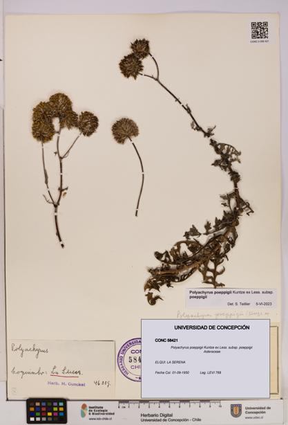 Polyachyrus poeppigii [Espécimen: UDEC:CONC:0058421]