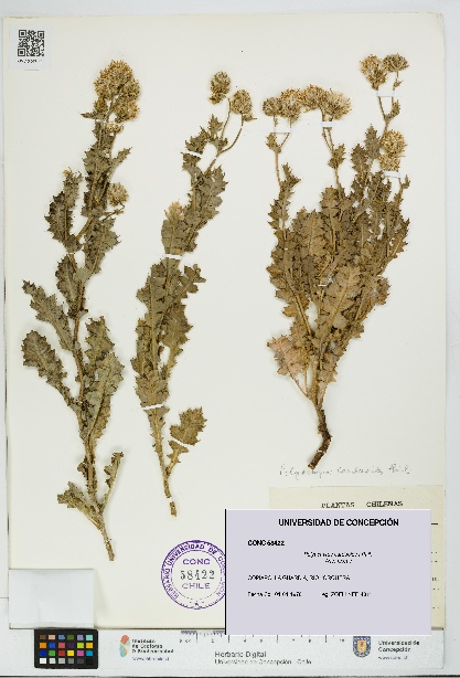 Polyachyrus carduoides [Espécimen: UDEC:CONC:0058422]