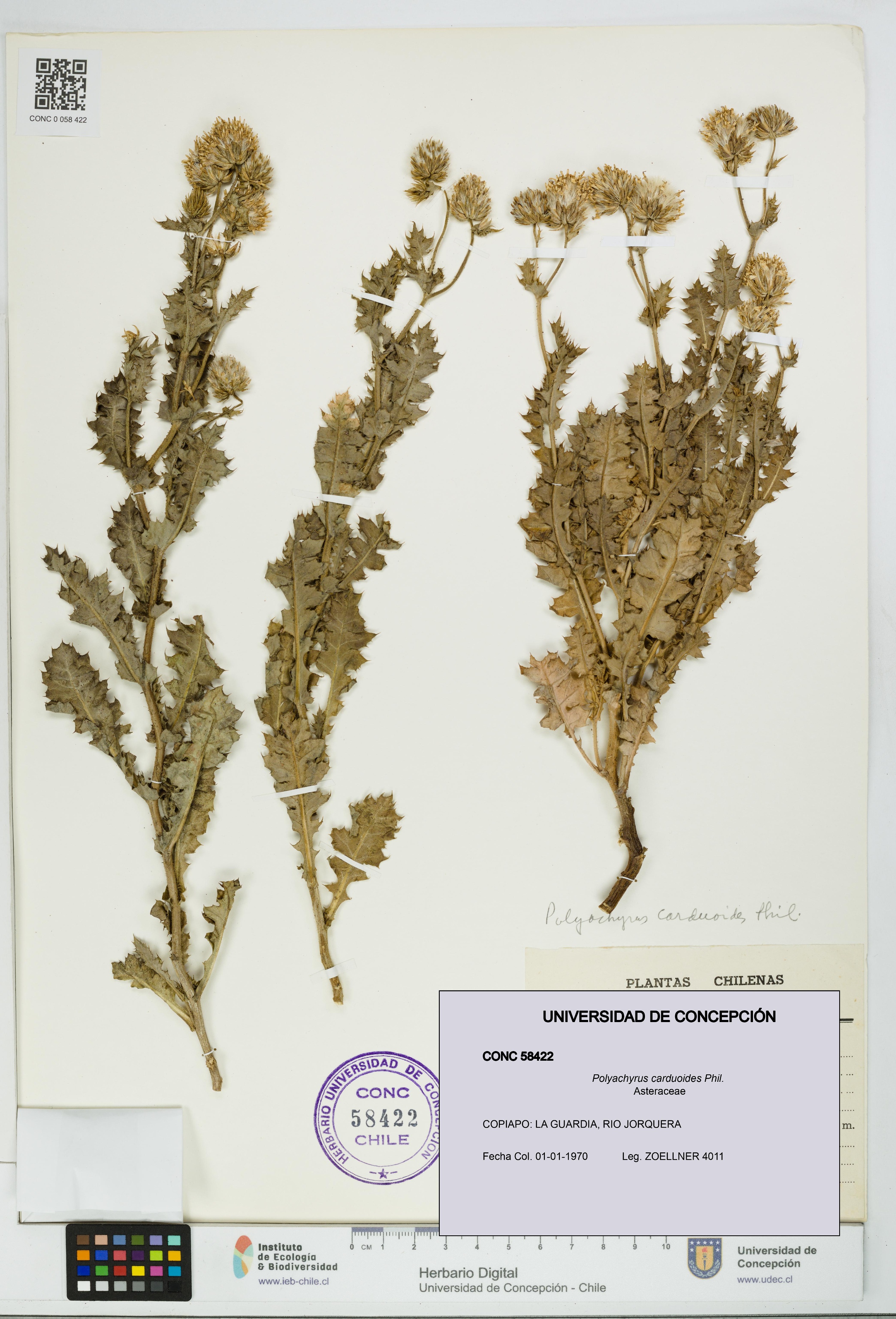 Polyachyrus carduoides [Espécimen: UDEC:CONC:0058422]