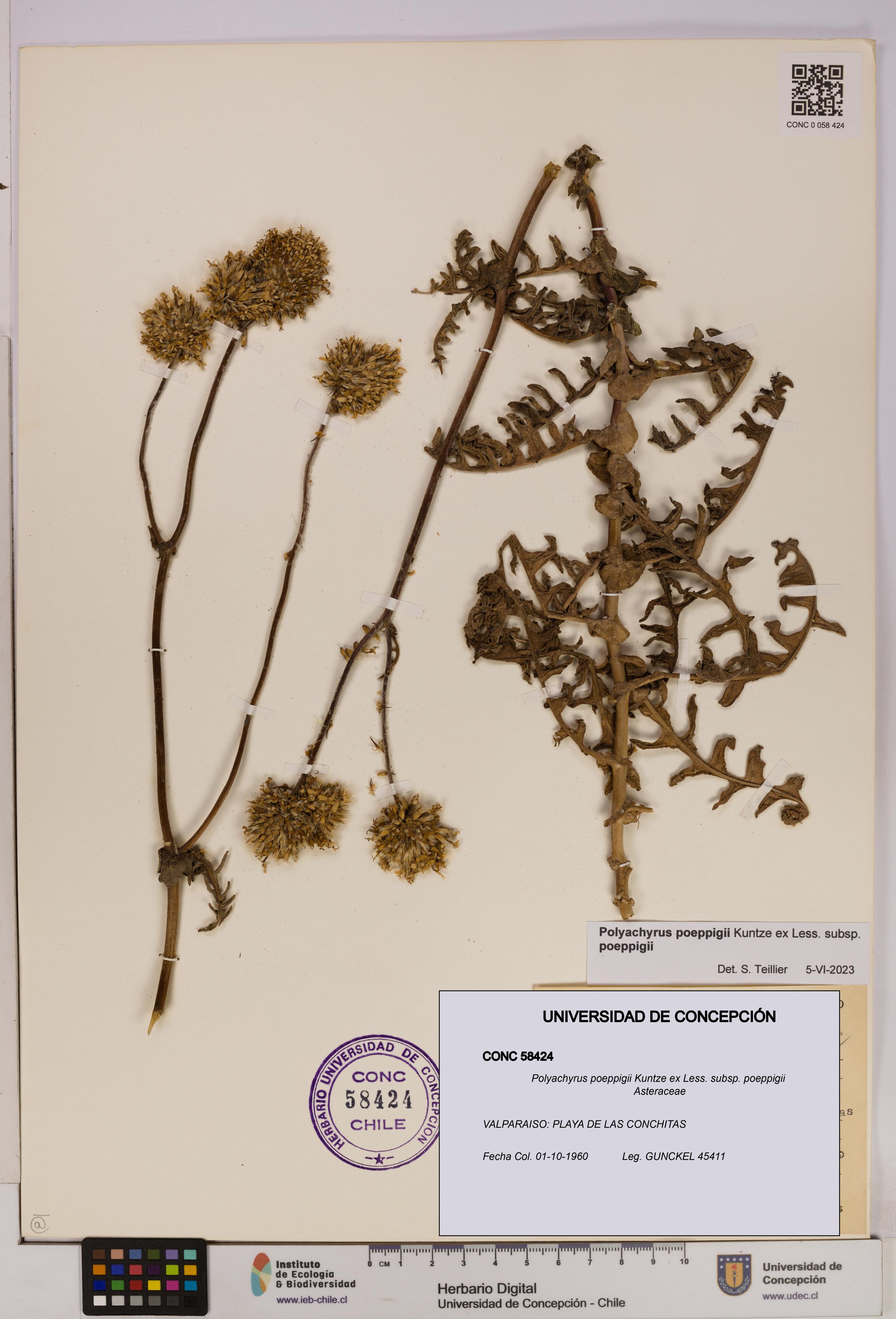 Polyachyrus poeppigii [Espécimen: UDEC:CONC:0058424]
