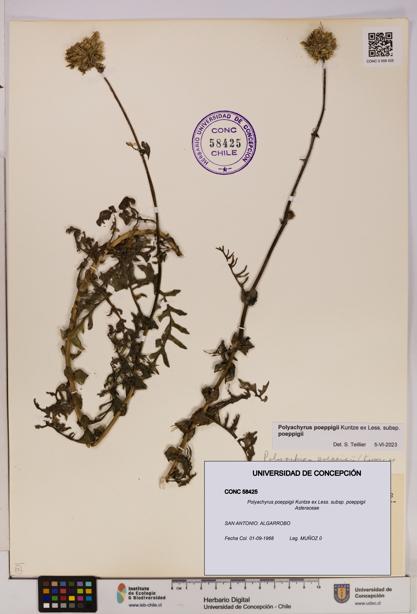 Polyachyrus poeppigii [Espécimen: UDEC:CONC:0058425]