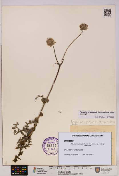 Polyachyrus poeppigii [Espécimen: UDEC:CONC:0058426]