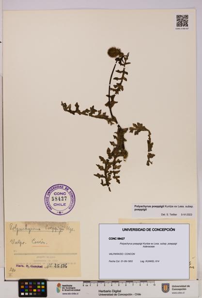 Polyachyrus poeppigii [Espécimen: UDEC:CONC:0058427]