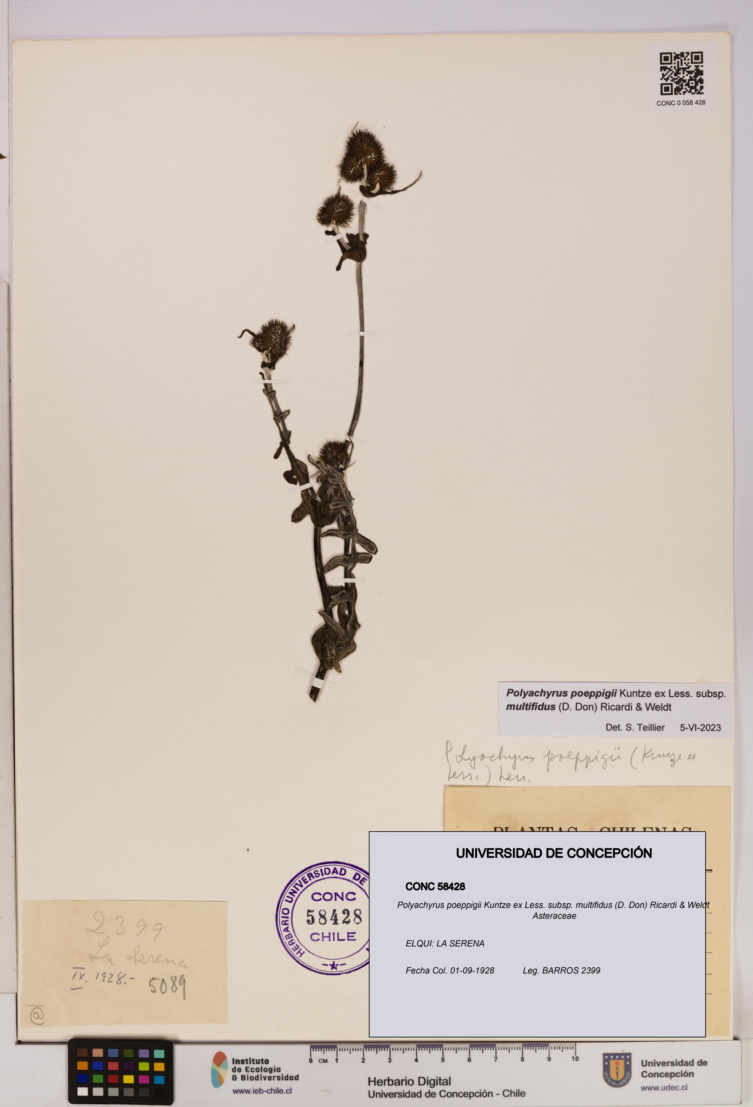 Polyachyrus poeppigii [Espécimen: UDEC:CONC:0058428]