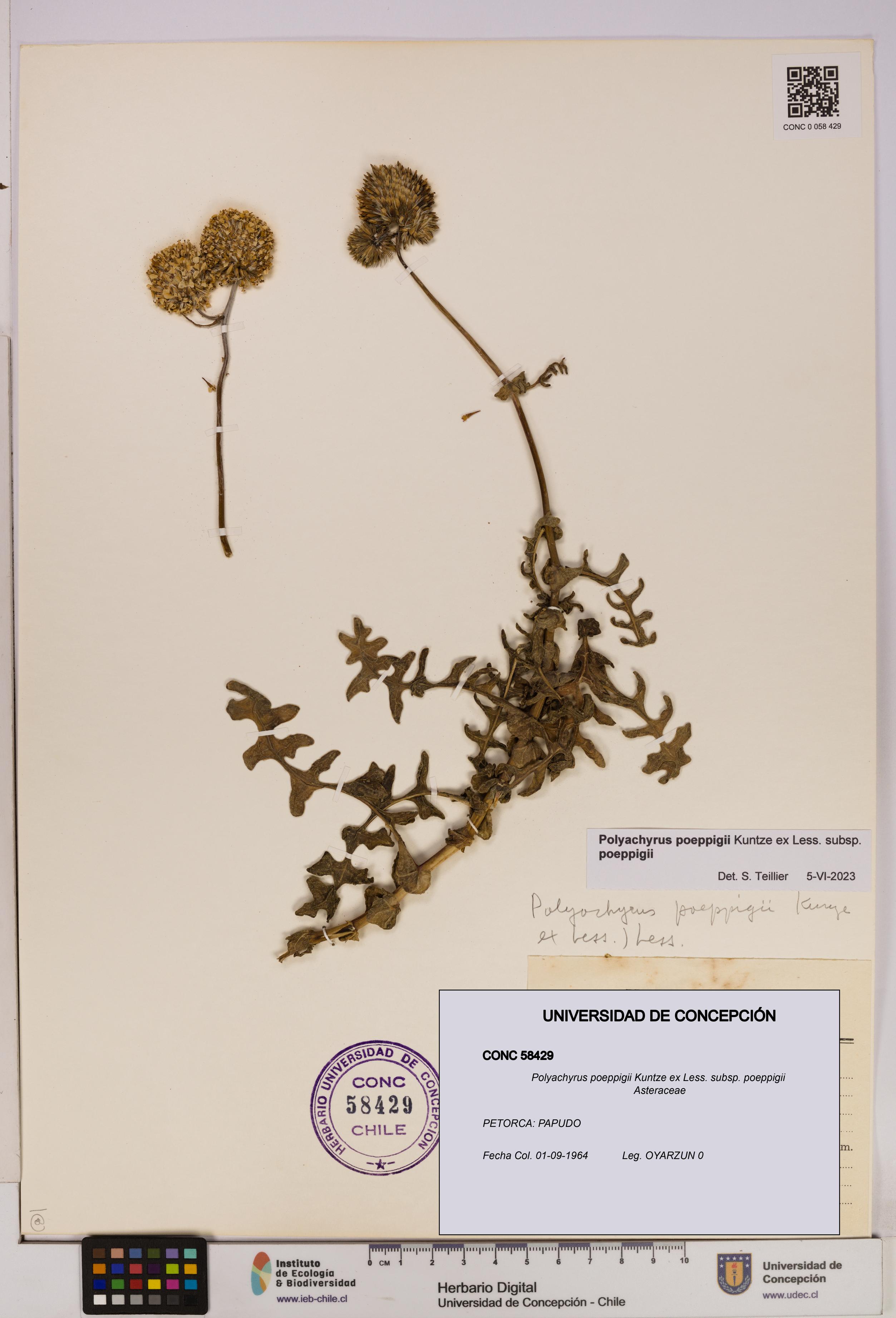 Polyachyrus poeppigii [Espécimen: UDEC:CONC:0058429]