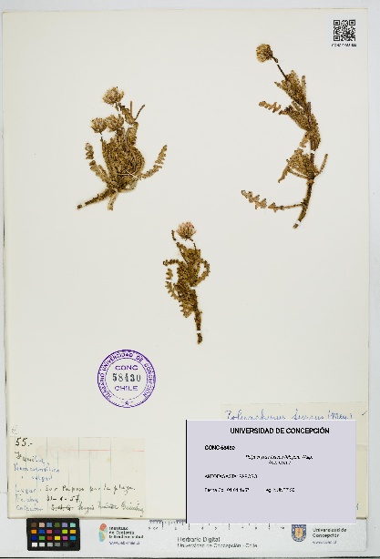 Polyachyrus fuscus [Espécimen: UDEC:CONC:0058430]