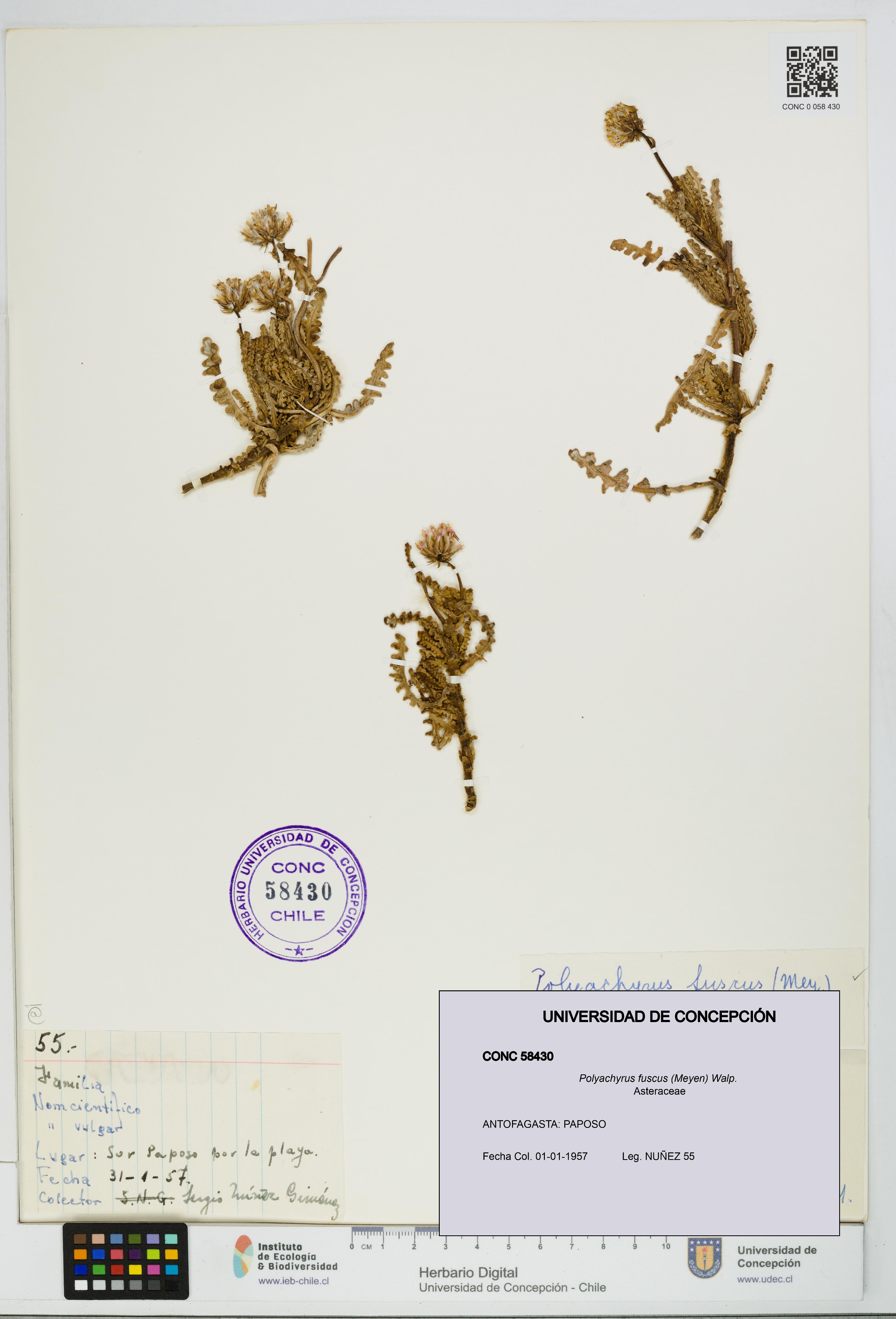 Polyachyrus fuscus [Espécimen: UDEC:CONC:0058430]