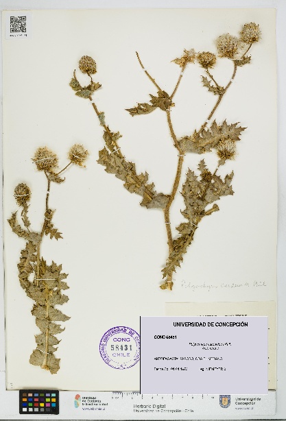 Polyachyrus carduoides [Espécimen: UDEC:CONC:0058431]