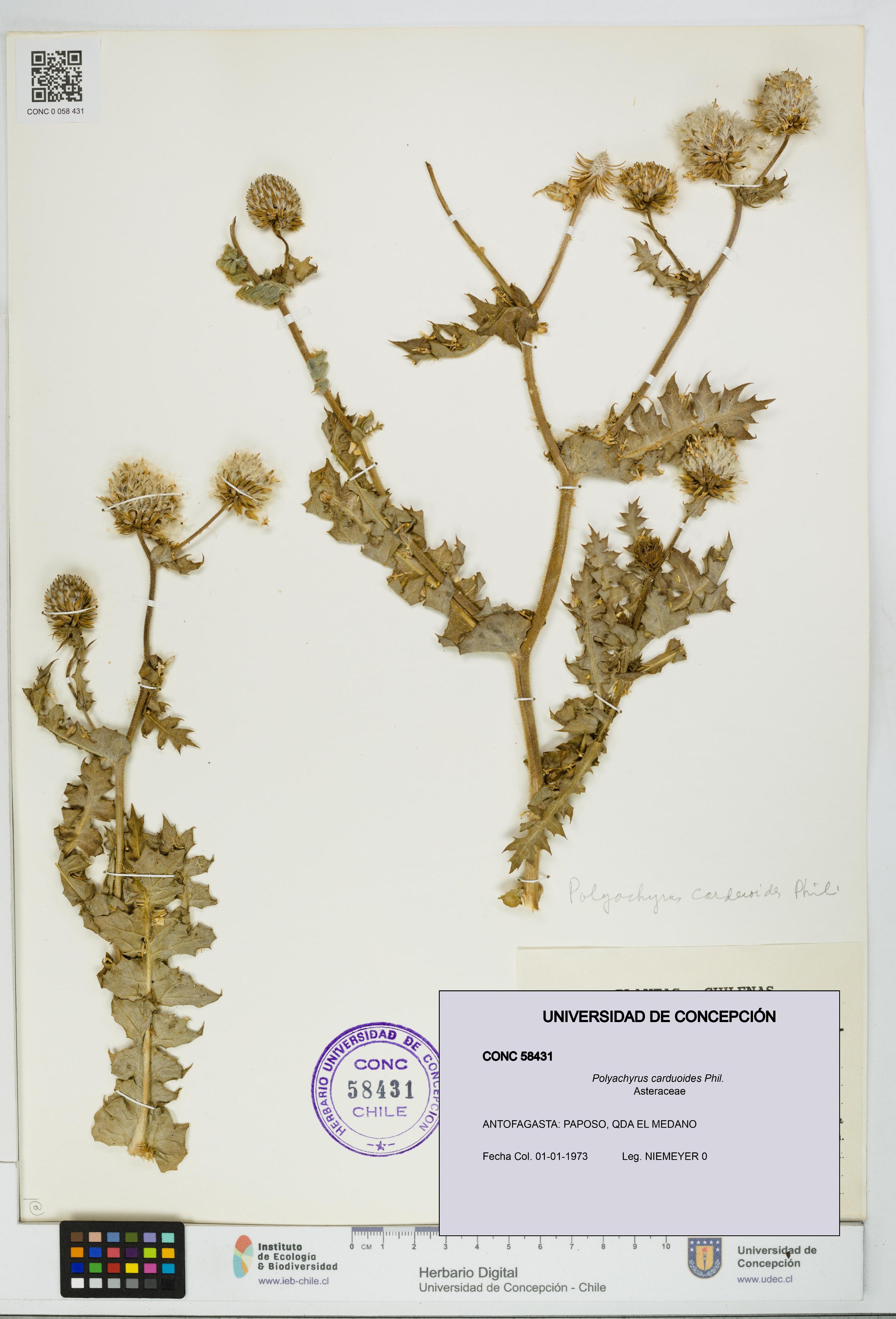 Polyachyrus carduoides [Espécimen: UDEC:CONC:0058431]
