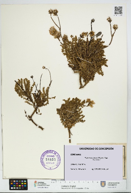 Polyachyrus fuscus [Espécimen: UDEC:CONC:0058432]