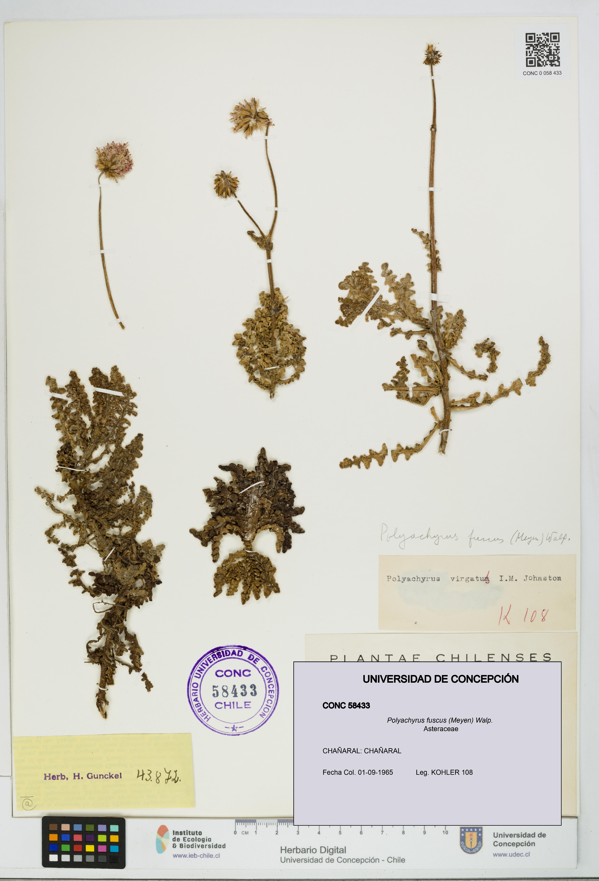 Polyachyrus fuscus [Espécimen: UDEC:CONC:0058433]