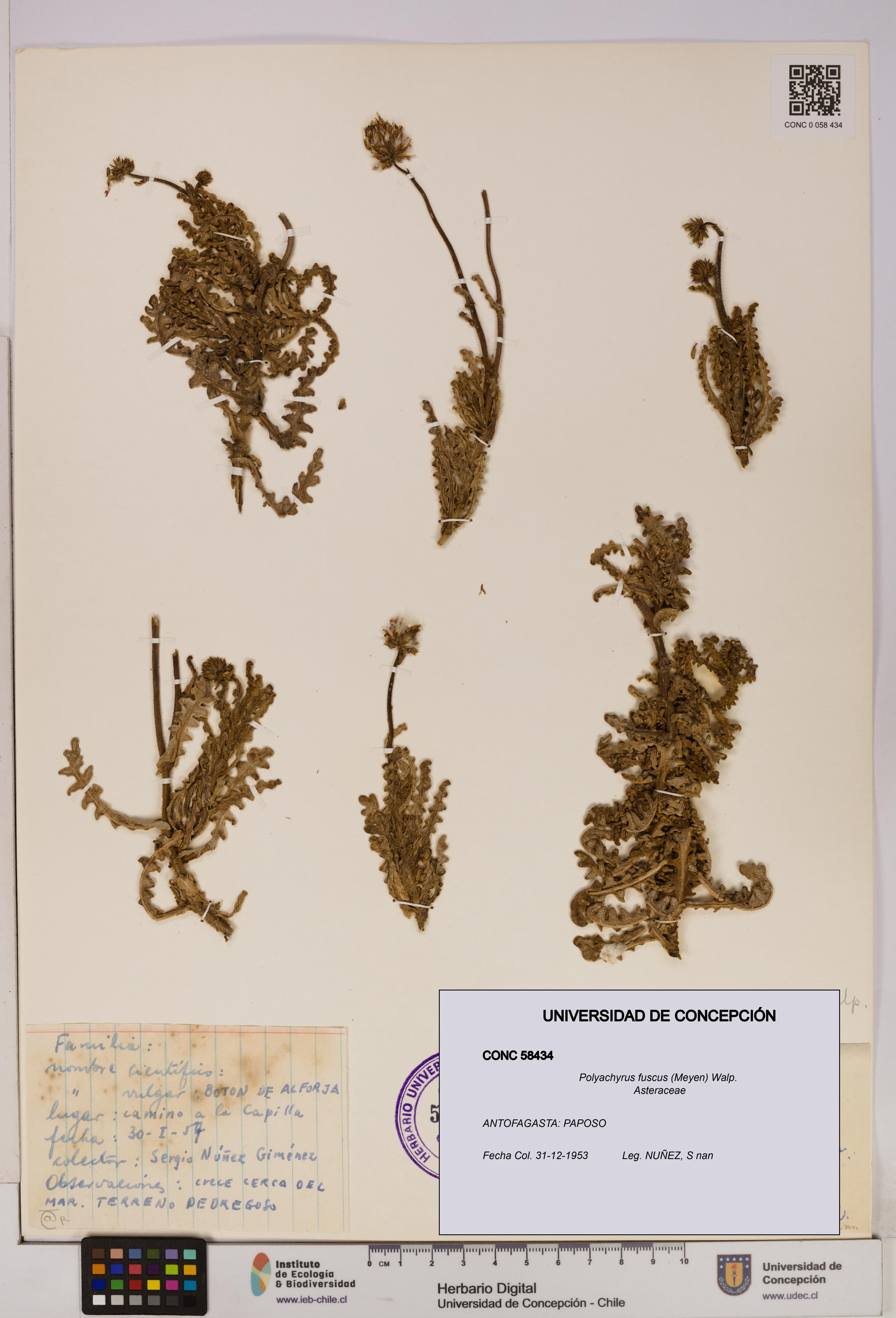 Polyachyrus fuscus [Espécimen: UDEC:CONC:0058434]