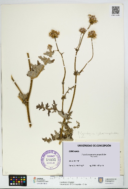 Polyachyrus sphaerocephalus [Espécimen: UDEC:CONC:0058435]
