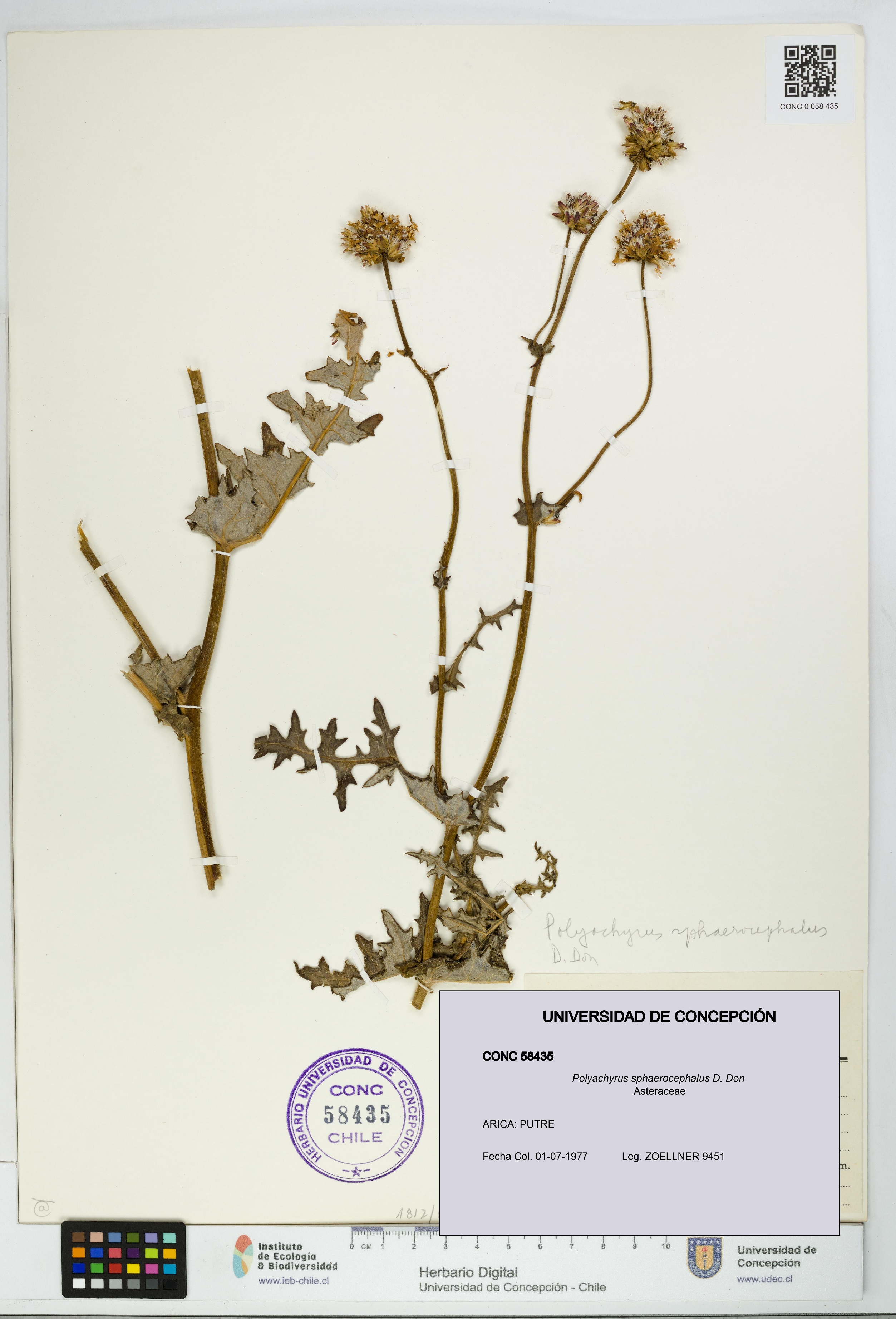 Polyachyrus sphaerocephalus [Espécimen: UDEC:CONC:0058435]