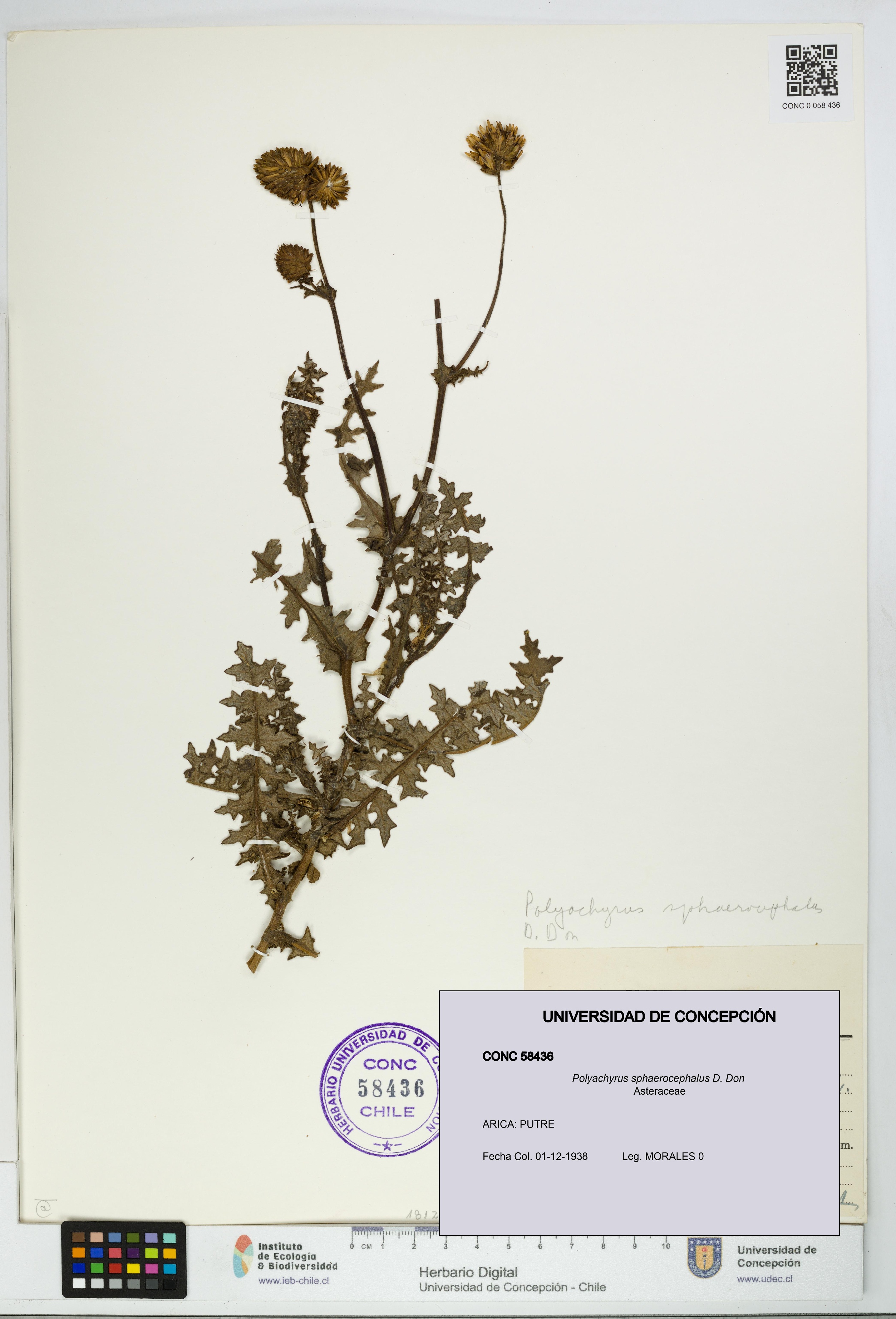 Polyachyrus sphaerocephalus [Espécimen: UDEC:CONC:0058436]
