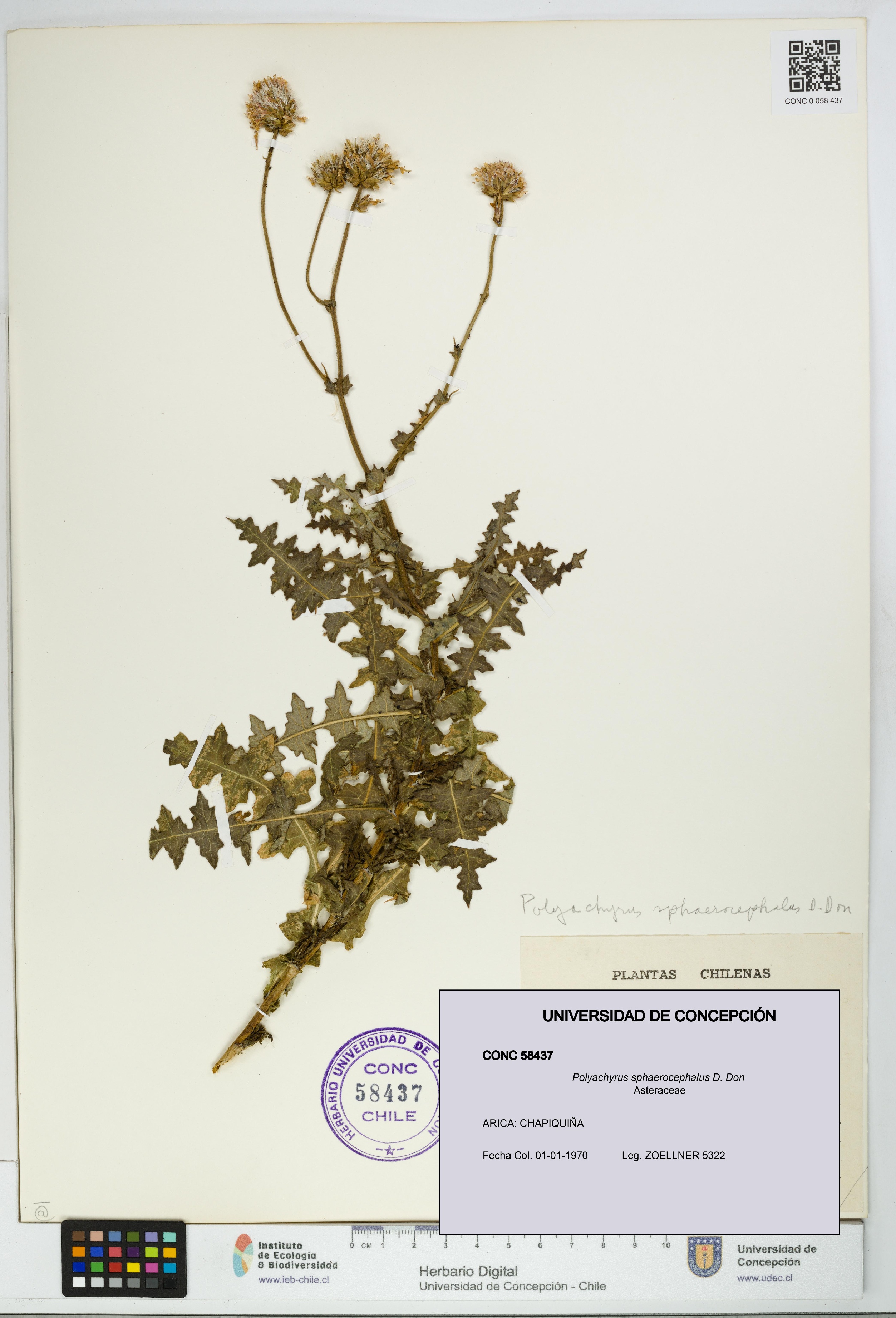 Polyachyrus sphaerocephalus [Espécimen: UDEC:CONC:0058437]