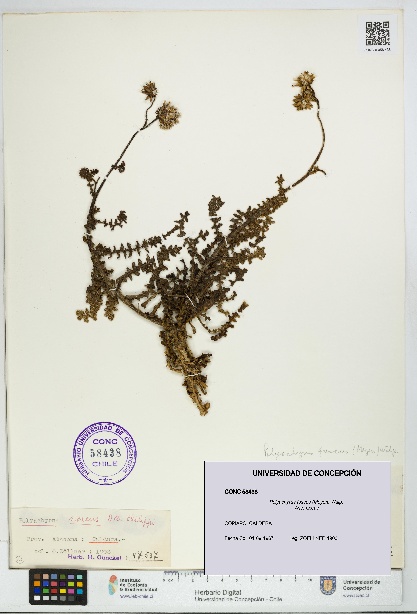 Polyachyrus fuscus [Espécimen: UDEC:CONC:0058438]