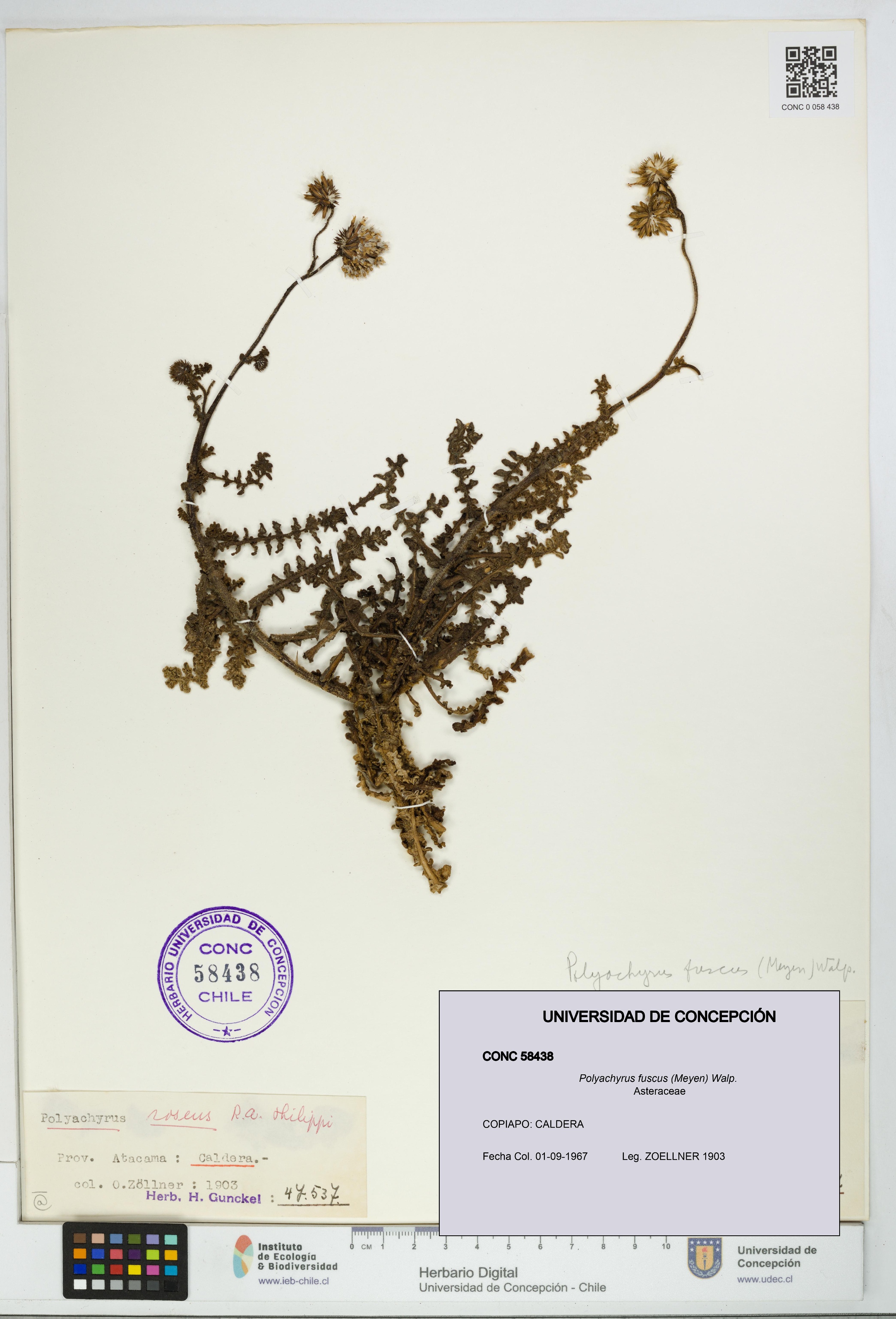 Polyachyrus fuscus [Espécimen: UDEC:CONC:0058438]