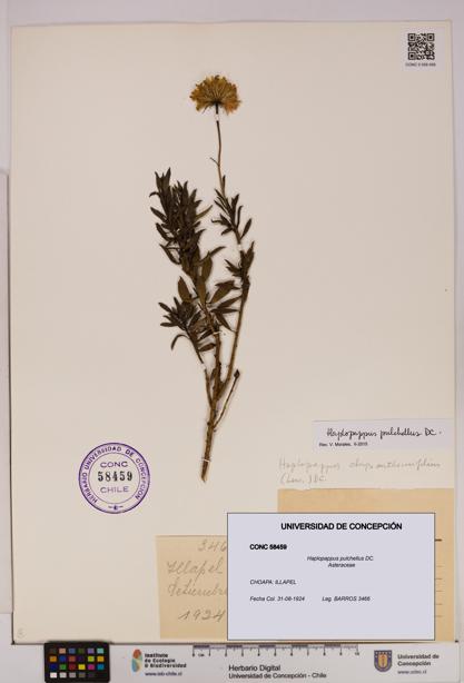 Haplopappus pulchellus [Espécimen: UDEC:CONC:0058459]