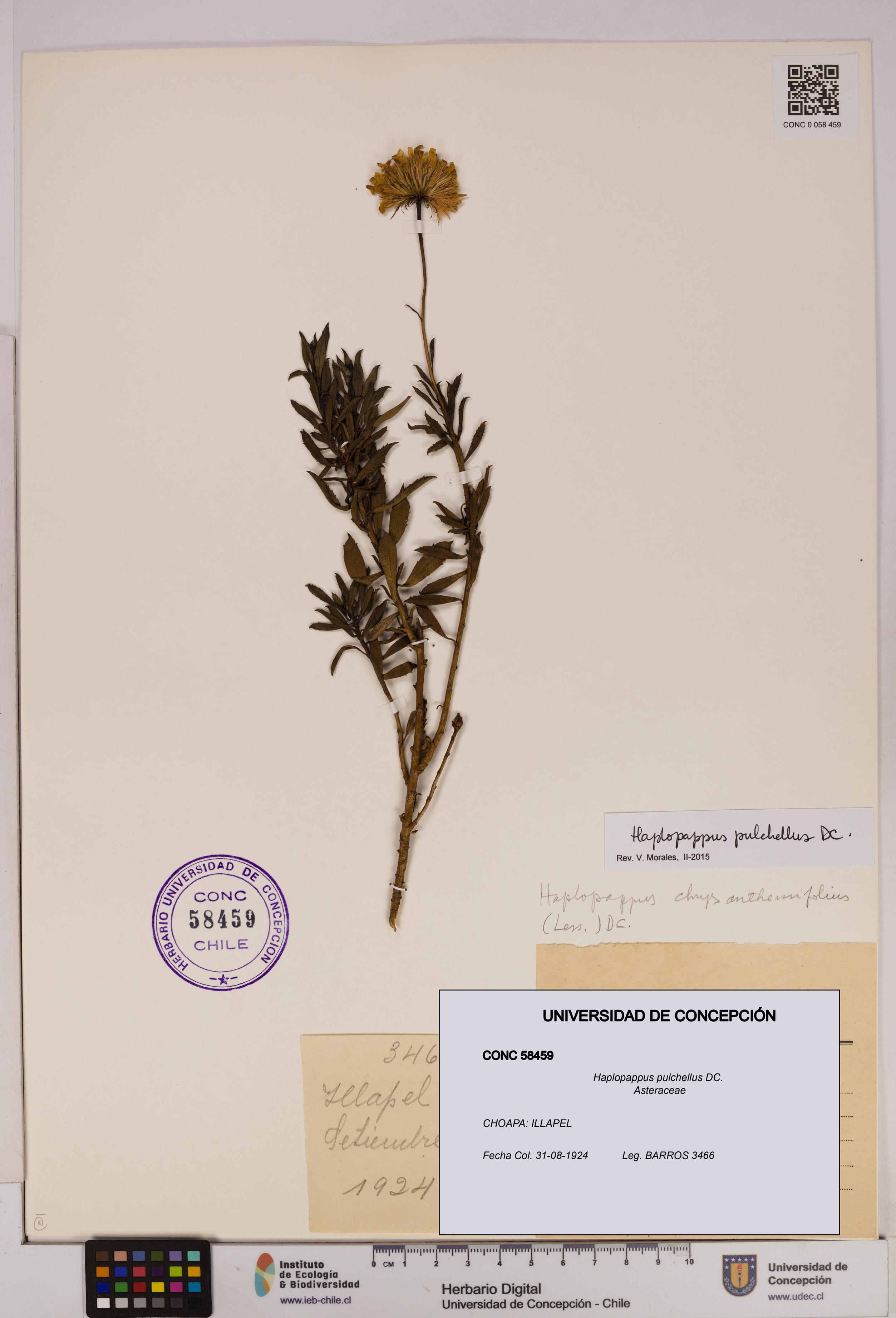 Haplopappus pulchellus [Espécimen: UDEC:CONC:0058459]
