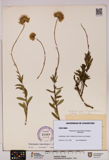 Haplopappus valparadisiacus [Espécimen: UDEC:CONC:0058460]