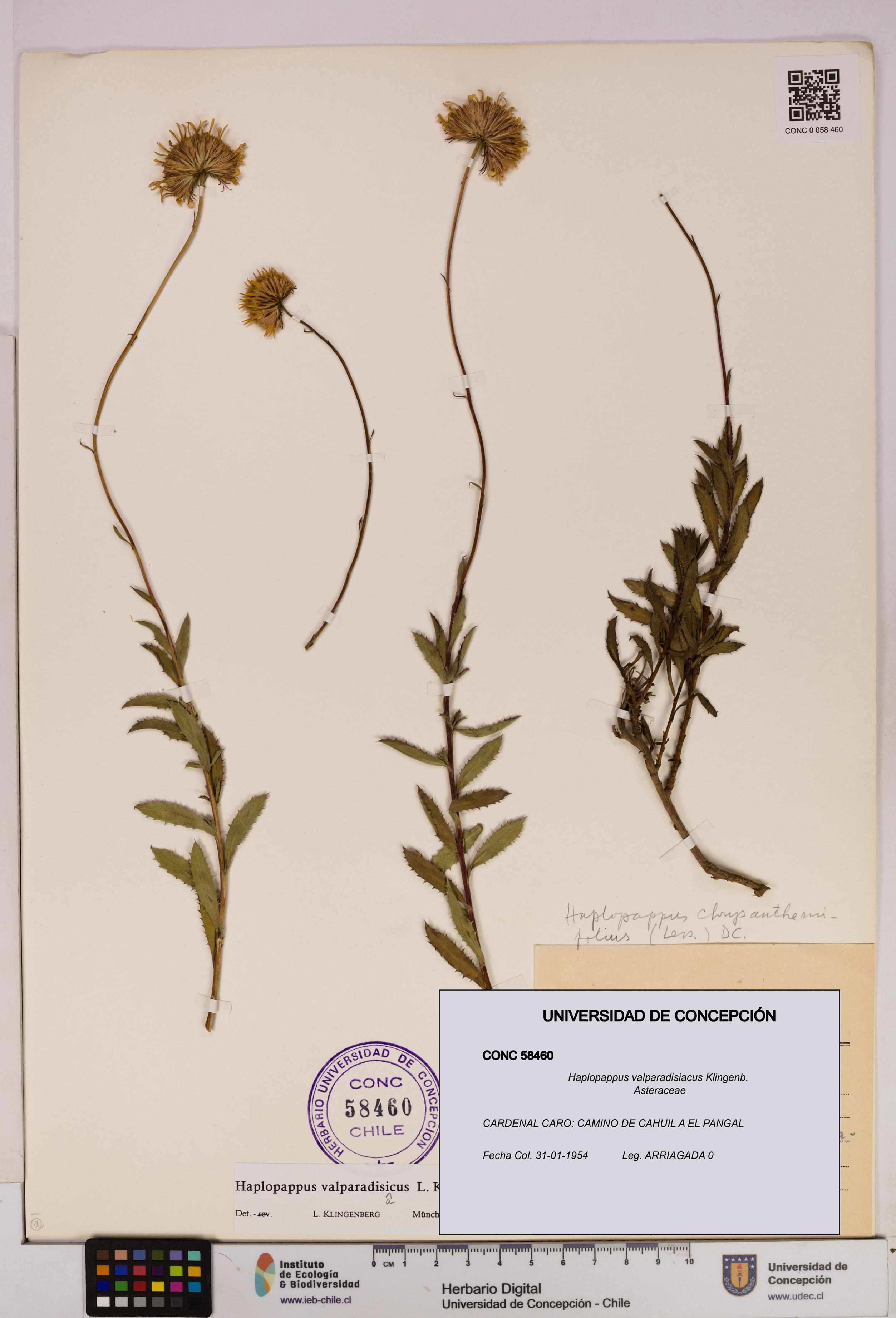 Haplopappus valparadisiacus [Espécimen: UDEC:CONC:0058460]