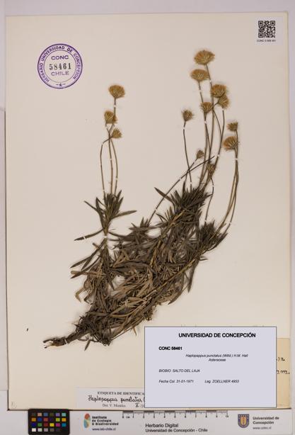 Haplopappus punctatus [Espécimen: UDEC:CONC:0058461]