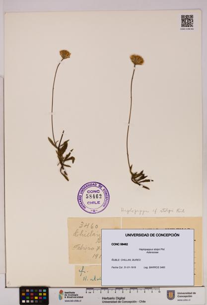 Haplopappus stolpii [Espécimen: UDEC:CONC:0058462]
