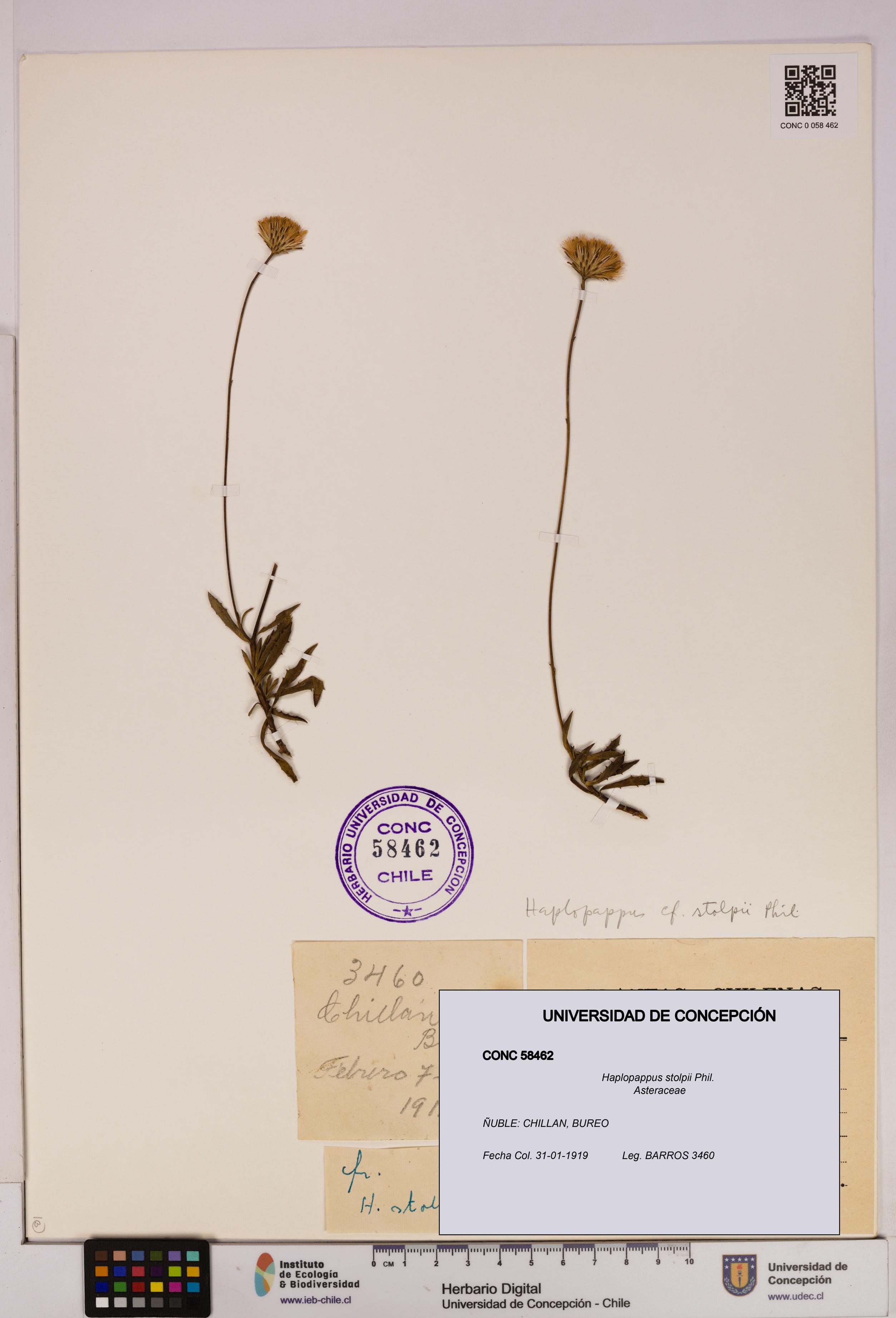 Haplopappus stolpii [Espécimen: UDEC:CONC:0058462]