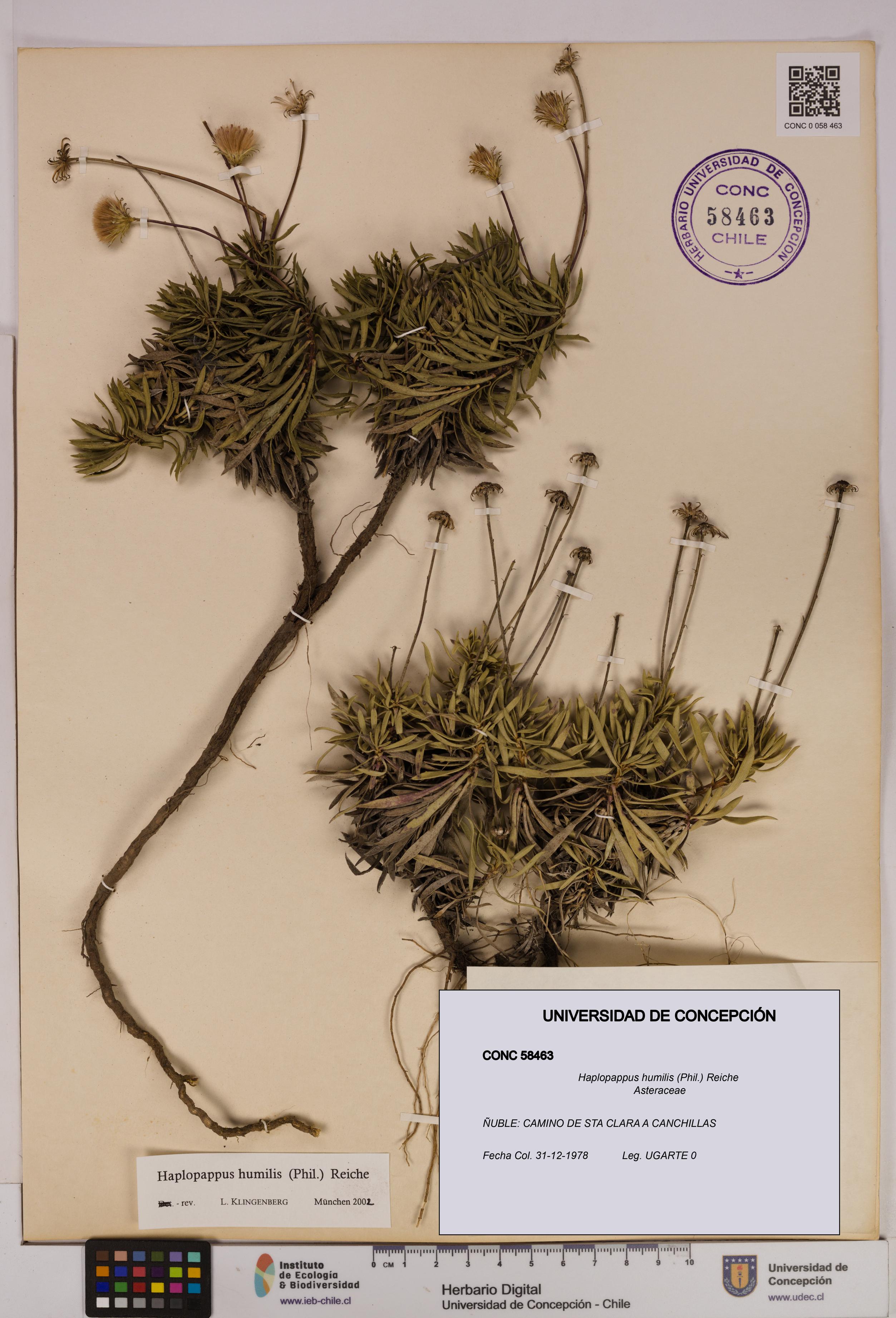 Haplopappus humilis [Espécimen: UDEC:CONC:0058463]