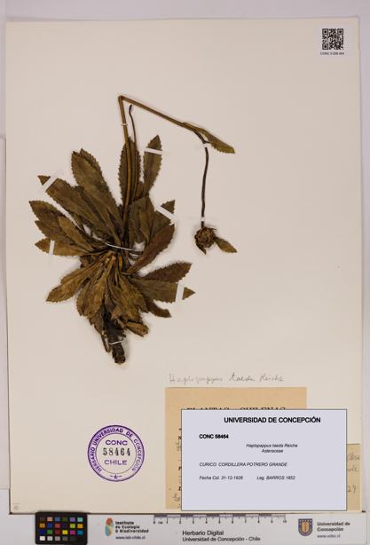 Haplopappus taeda [Espécimen: UDEC:CONC:0058464]