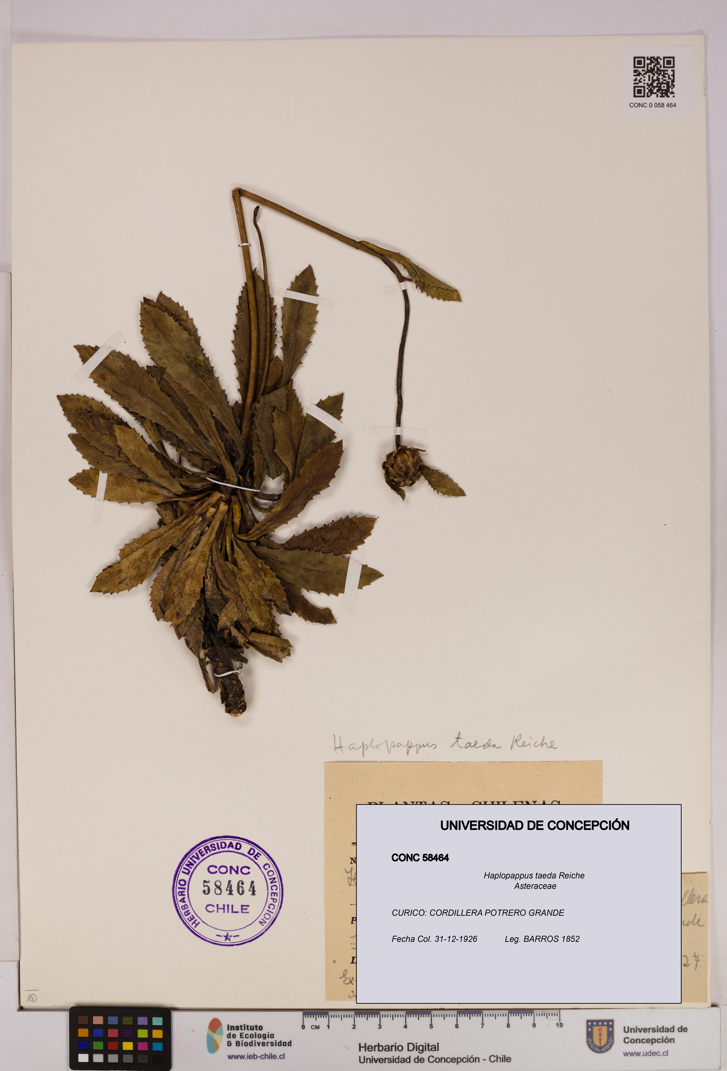 Haplopappus taeda [Espécimen: UDEC:CONC:0058464]