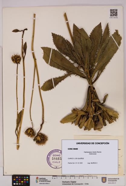 Haplopappus taeda [Espécimen: UDEC:CONC:0058465]