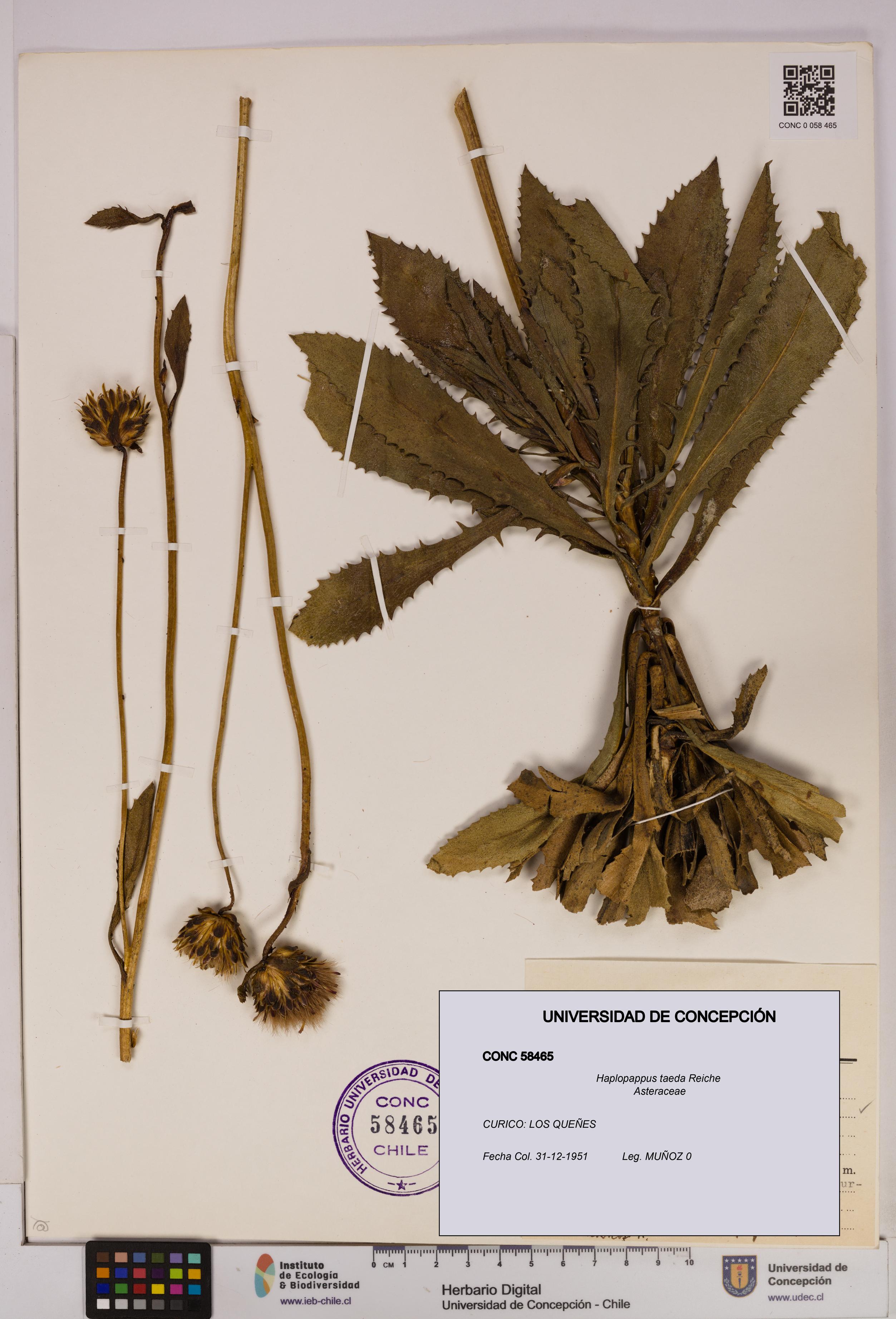 Haplopappus taeda [Espécimen: UDEC:CONC:0058465]