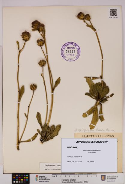Haplopappus taeda [Espécimen: UDEC:CONC:0058466]