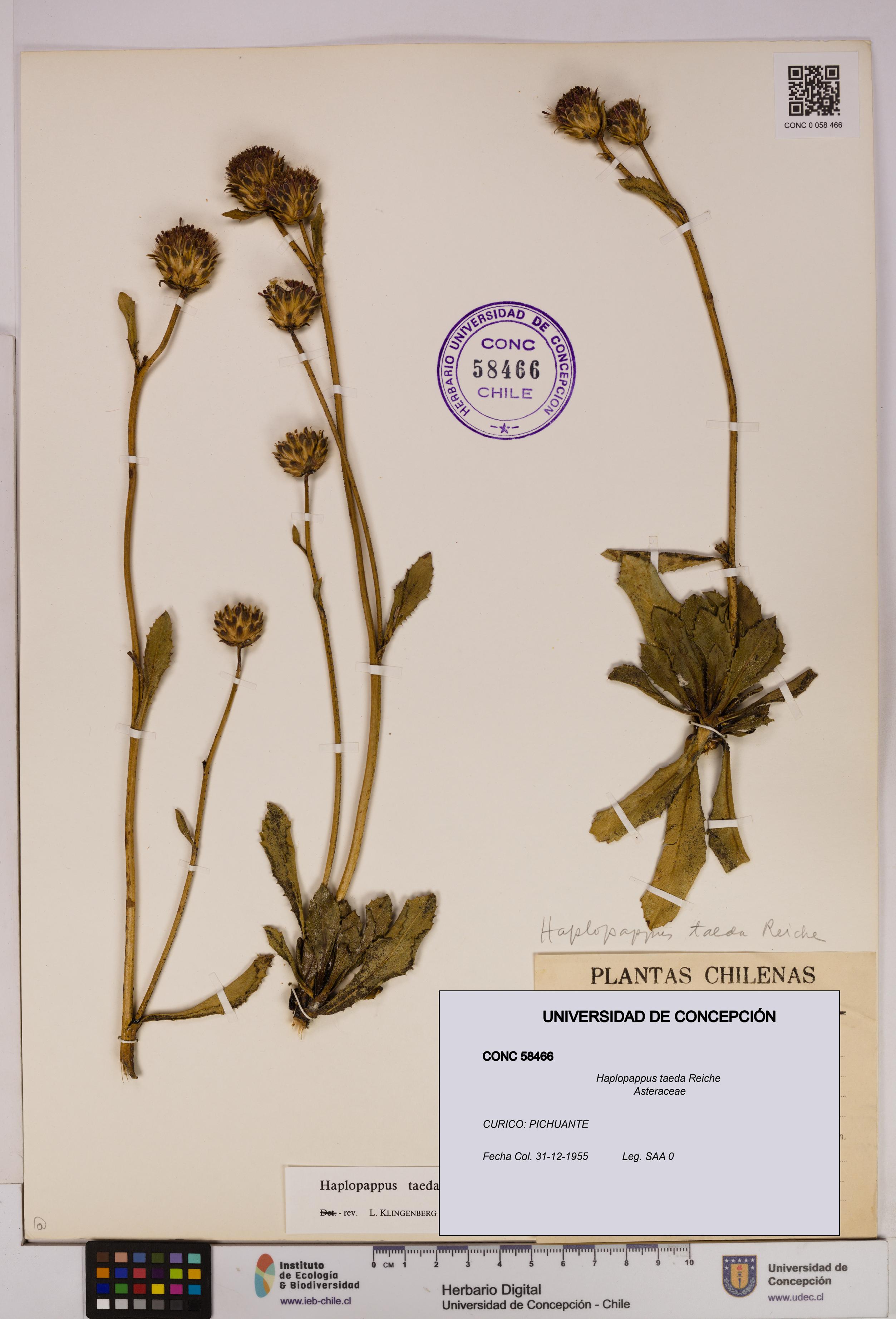 Haplopappus taeda [Espécimen: UDEC:CONC:0058466]