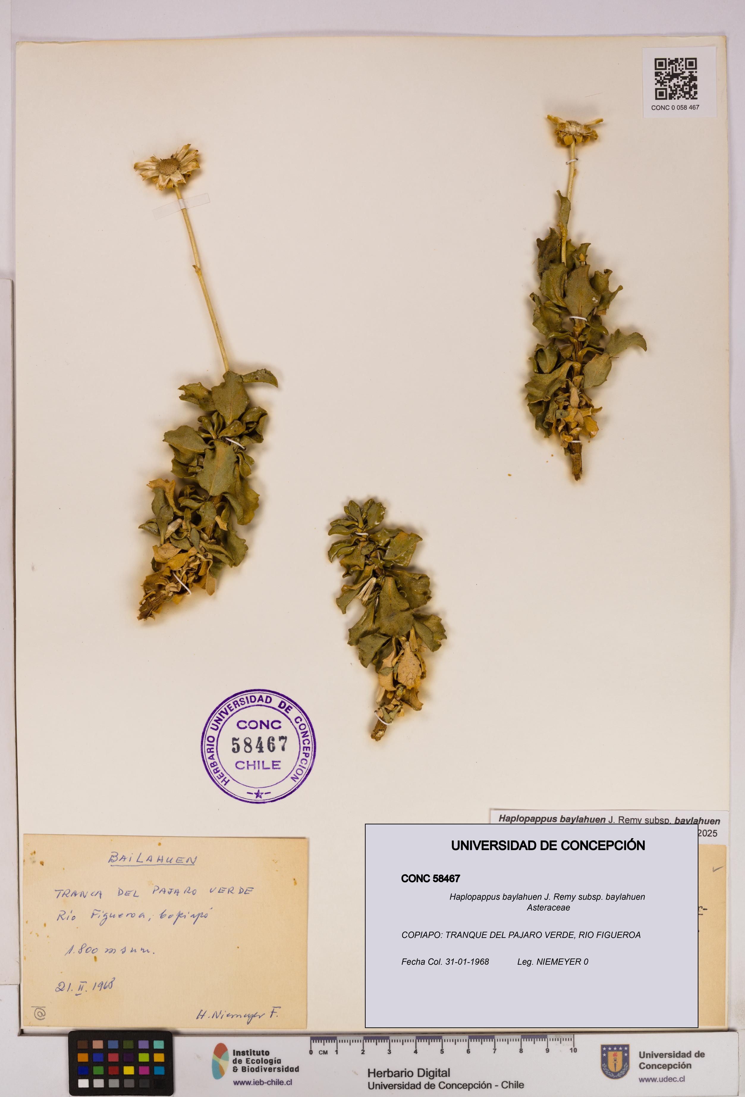 Haplopappus baylahuen subsp. baylahuen [Espécimen: UDEC:CONC:0058467]