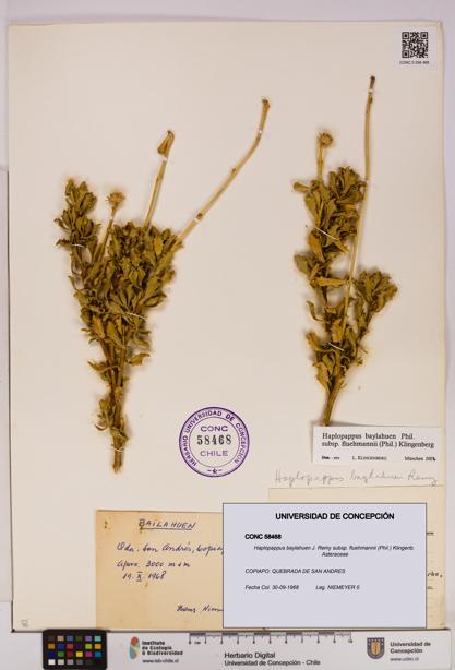 Haplopappus baylahuen subsp. fluehmannii [Espécimen: UDEC:CONC:0058468]