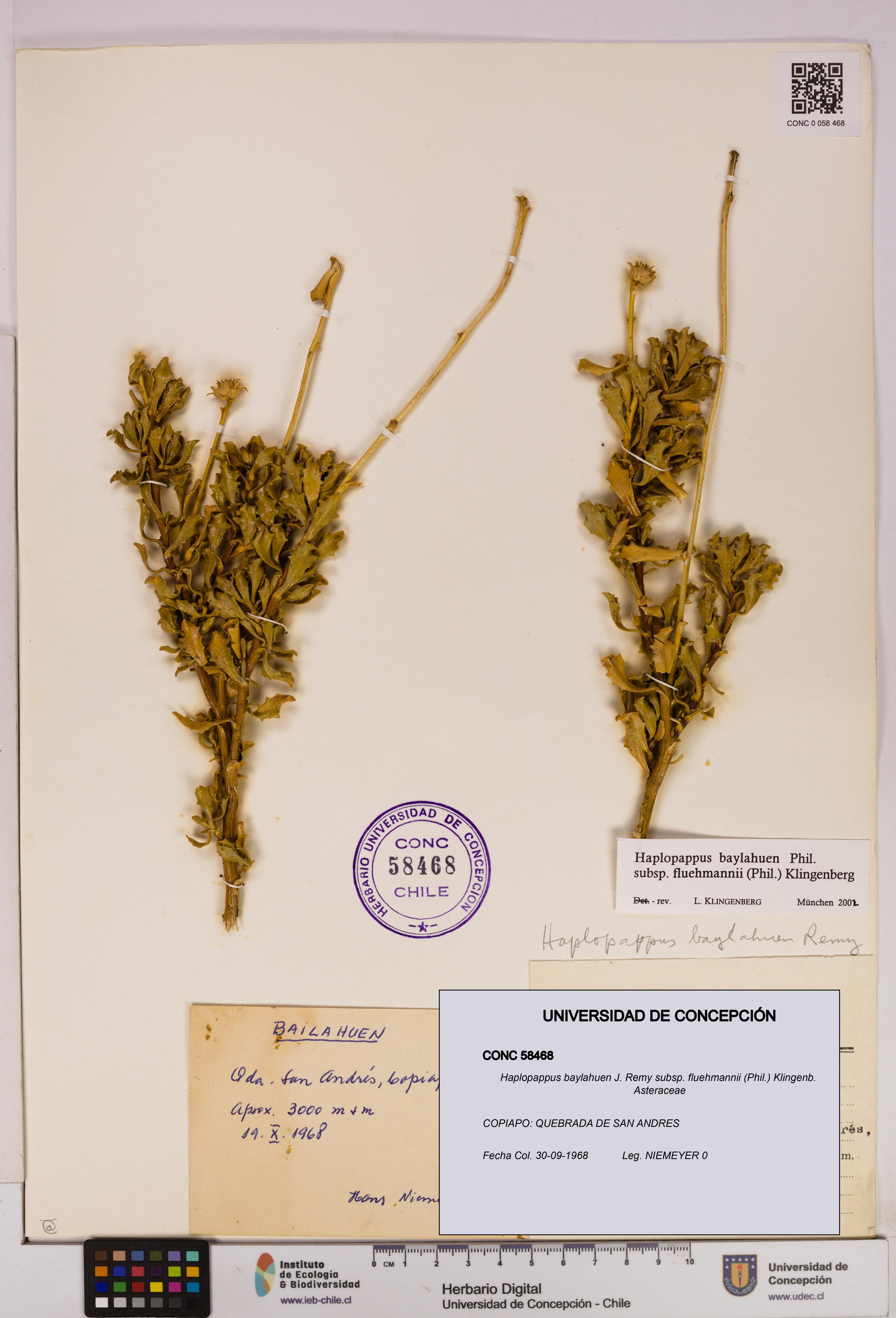 Haplopappus baylahuen subsp. fluehmannii [Espécimen: UDEC:CONC:0058468]