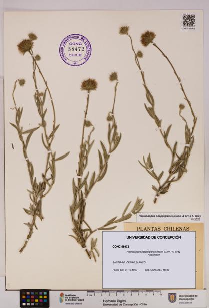 Haplopappus poeppigianus [Espécimen: UDEC:CONC:0058472]