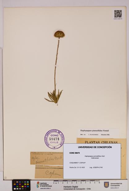 Haplopappus pinnatifidus [Espécimen: UDEC:CONC:0058473]